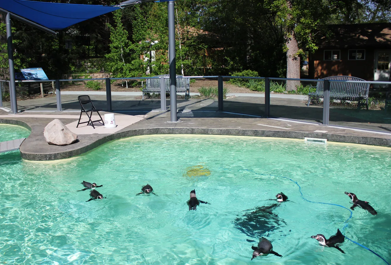 Penguins swimming in an inground pool with an aquaticLIFE coating from ecoFINISH.